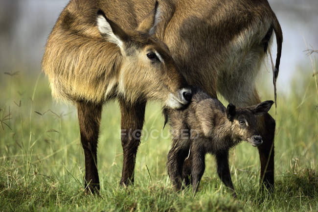 Матері і неповнолітніх waterbuck, озеро Накуру Національний парк, Кенія, Африка — стокове фото