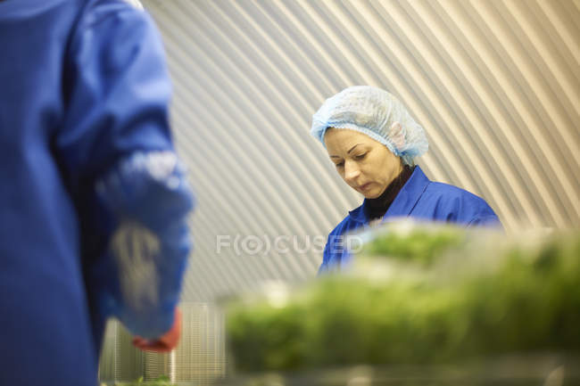 Frau mit Haarnetz arbeitet am Fließband — Stockfoto