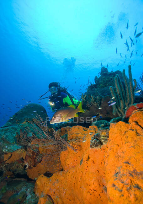 Buceador en arrecife de coral . - foto de stock
