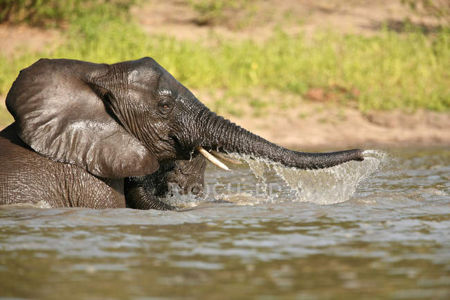 Banho de elefante africano — Fotografia de Stock