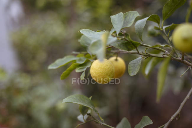 Limões maduros crescendo em galho de árvore — Fotografia de Stock