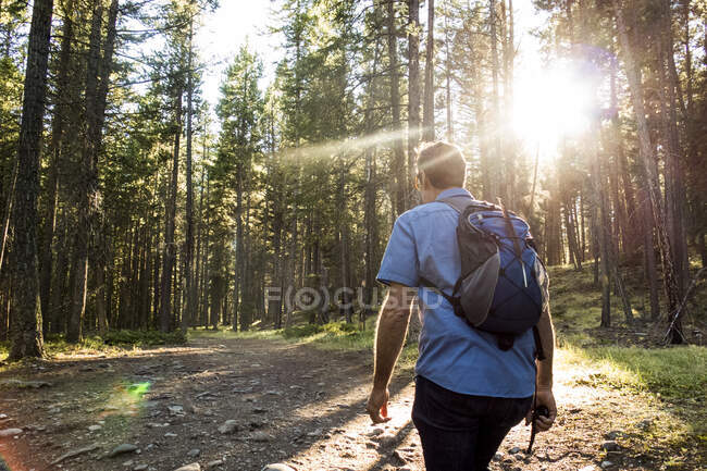Vista trasera del senderismo masculino de senderismo en el bosque soleado, Canmore, Alberta, Canadá - foto de stock