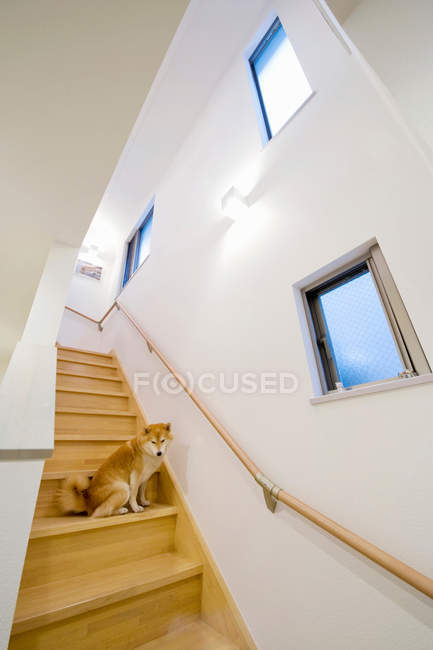 Домашній собака сидить на дерев'яних сходах — стокове фото