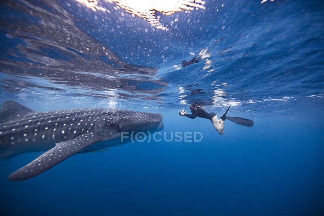 Mergulhador nadando com tubarão-baleia, vista subaquática, Cancún, México — Fotografia de Stock