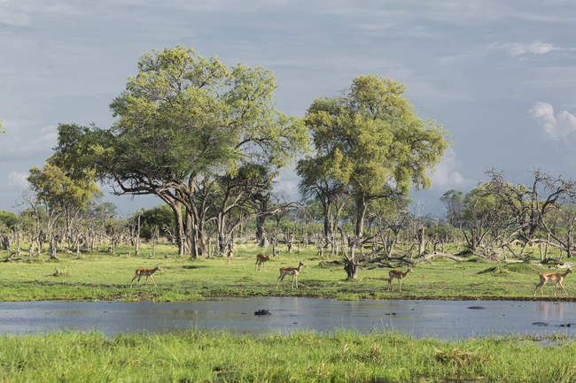 Impalas пасущиеся возле воды, Ботсвана, Африка — стоковое фото