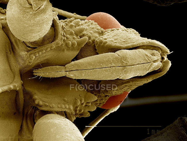 Testa di insetto di imboscata SEM — Foto stock