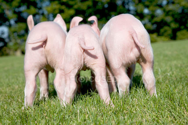 Three piglets in field — Stock Photo