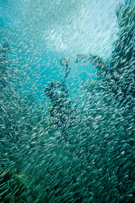Mass of schooling fish. — Stock Photo
