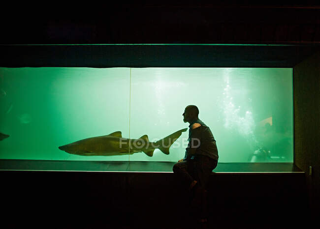 Homme observant le requin dans l'aquarium — Photo de stock