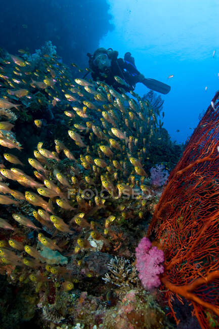 Immersioni subacquee e pesci cardinale. — Foto stock