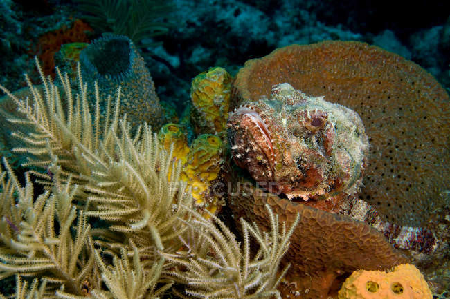 Scorpionfish hiding in sponge under water — Stock Photo