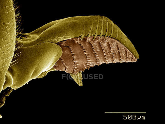 Ovipositor de la hembra Sawfly, Diprion sp., Diprionidae SEM - foto de stock