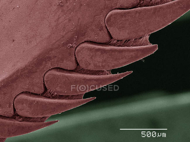 Цветной сканирующий электронный микрограф шипов мантидных креветок — стоковое фото