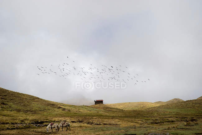 Two horses on green hill at cloudy day — Stock Photo