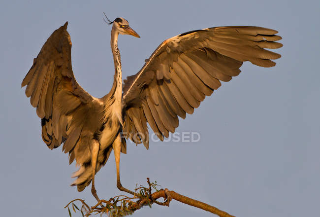 Grey Heron landing on branch — Stock Photo
