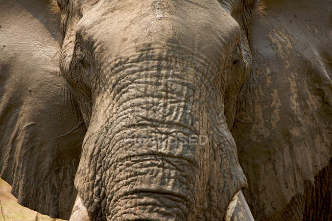 Один большой африканский слон — стоковое фото