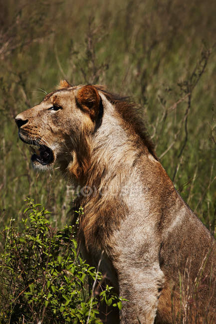 Лев сидить у поле — стокове фото