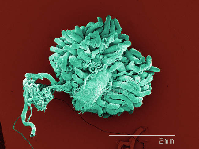 Цветной сканирующий электронный микрограф американского тараканьего кишечника и мальпигианских трубочек — стоковое фото