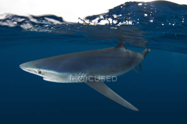 Seitenansicht eines Hais, der unter Wasser schwimmt — Stockfoto