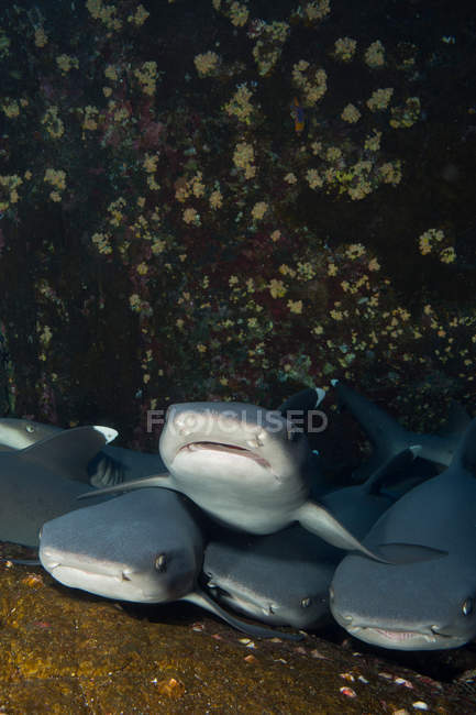 Underwater view of flock of requiem sharks on shoal — Stock Photo