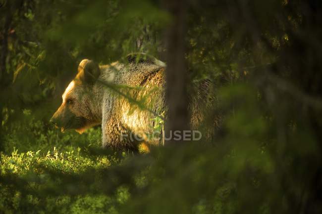 Caza de osos pardos en el bosque de Taiga, Finlandia - foto de stock