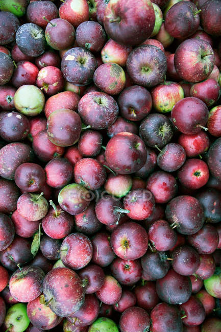Primer plano de la pila de manzanas maduras - foto de stock