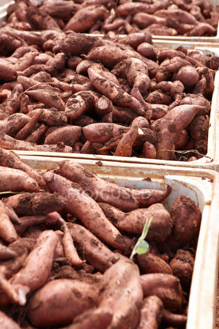 Crates of sweet potatoes — Stock Photo