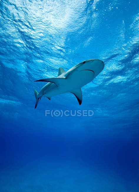 Vista subaquática do tubarão tigre natação — Fotografia de Stock