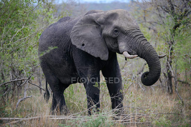 Elefante en la Reserva de Caza Sabi Sand - foto de stock