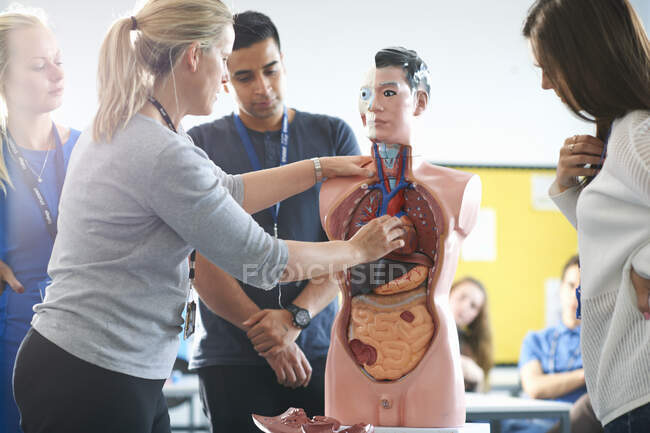 Лектор, выступающий перед студентами колледжа в классе анатомии человека — стоковое фото
