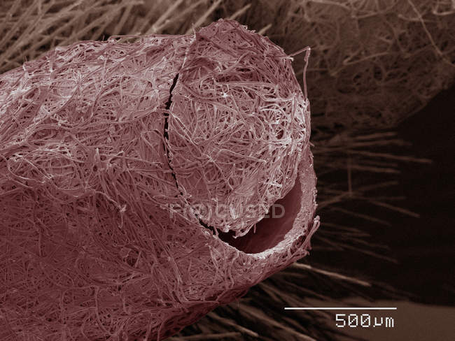 Micrografo elettronico a scansione colorata del bozzolo parassitario della vespa — Foto stock