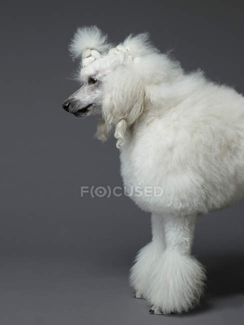 Caniche branco em pé no perfil — Fotografia de Stock