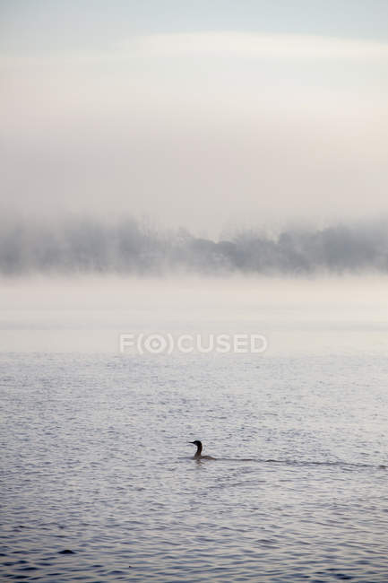 Самотня качка плаває в туманному озері — стокове фото