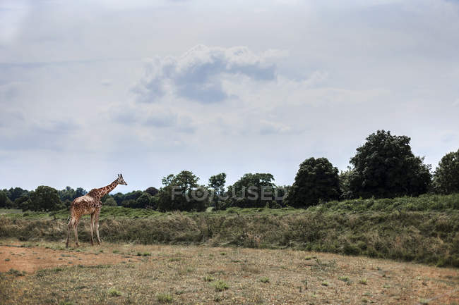 Giraffa che cammina sul campo, parco faunistico Cotswold, Burford, Oxfordshire, Regno Unito — Foto stock