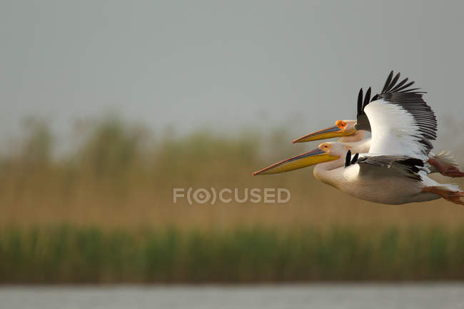 Белые пеликаны, летающие в дельте Дуная — стоковое фото