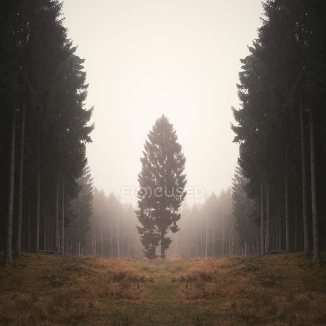 Árvore solitária na floresta nebulosa — Fotografia de Stock