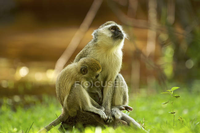 Two cute Vervet monkeys on stone in Zambia — Stock Photo