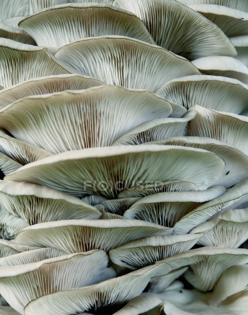 Primo piano di funghi bianchi maturi — Foto stock