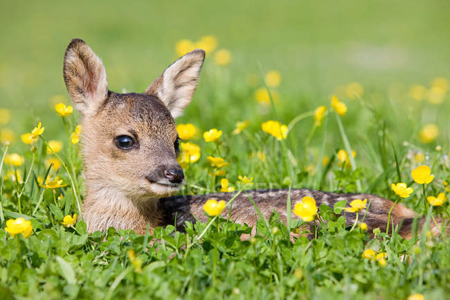 Cute fawn sitting on grass — Stock Photo