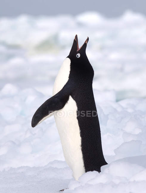 Пінгвін Аделі на айсберг — стокове фото