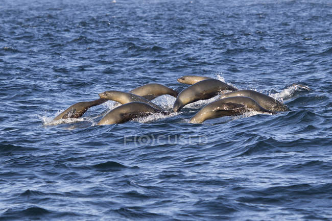 Grupo de focas portuárias — Fotografia de Stock