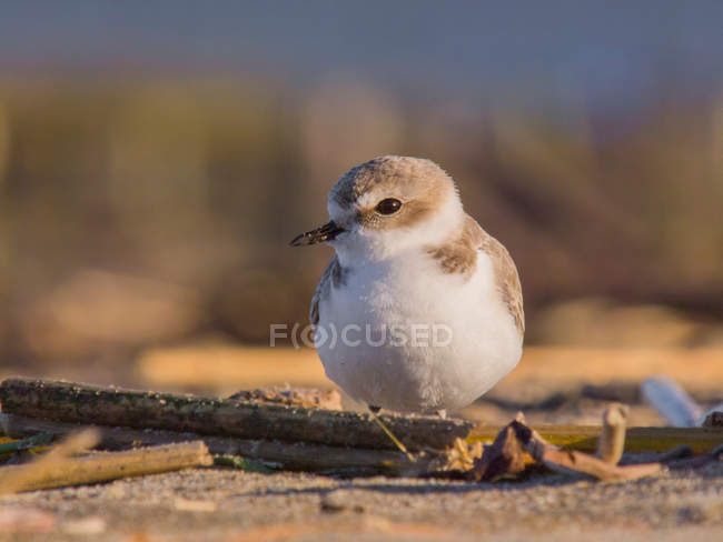 Western snowy plover — Stock Photo