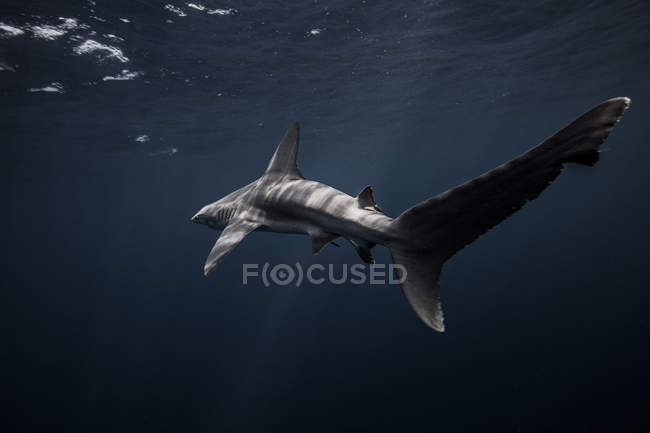 Tubarão azul nadando debaixo d 'água — Fotografia de Stock