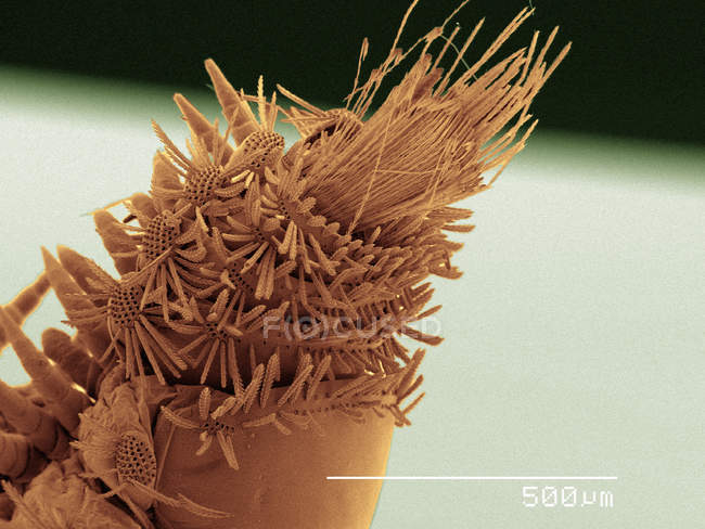 Micrógrafo electrónico de barrido coloreado de milpiés - foto de stock