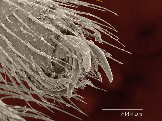 SEM de color del abdomen de araña tejedora de orbes - foto de stock