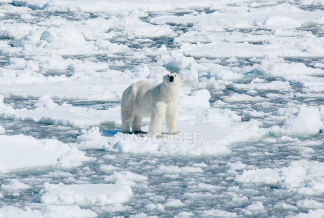 Белый медведь, стоящий во льдах, архипелаг Шпицберген, Норвегия — стоковое фото