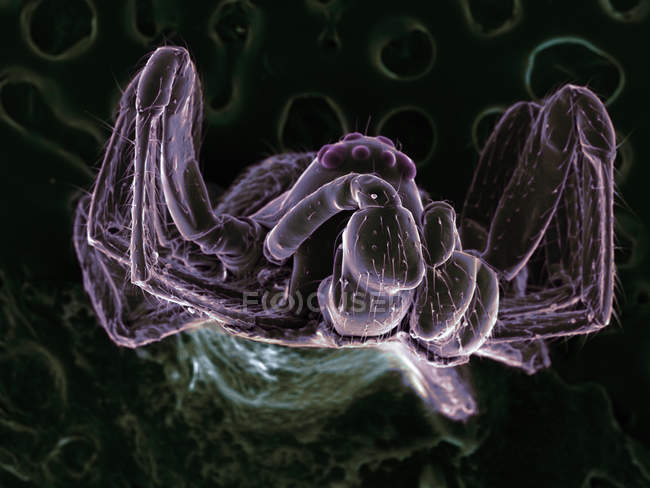 Micrografía electrónica de barrido de araña muy pequeña - foto de stock