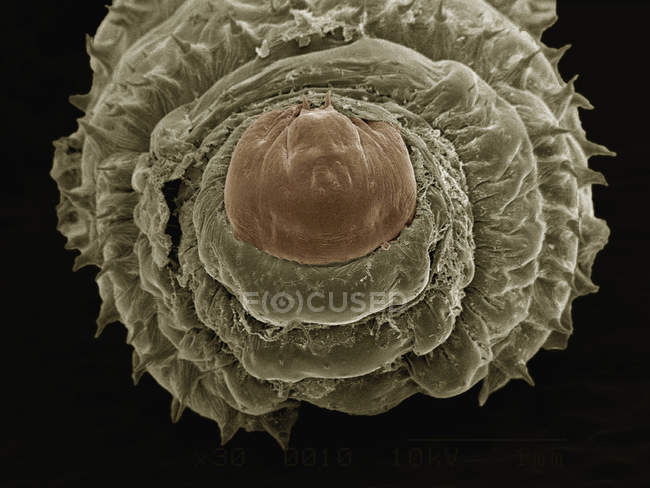 Micrógrafo electrónico de barrido coloreado de larva de mosca botánica humana - foto de stock