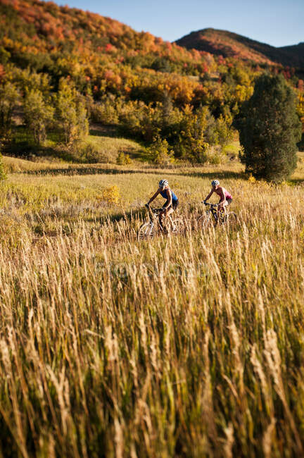 Гірські велосипедисти в полі — стокове фото