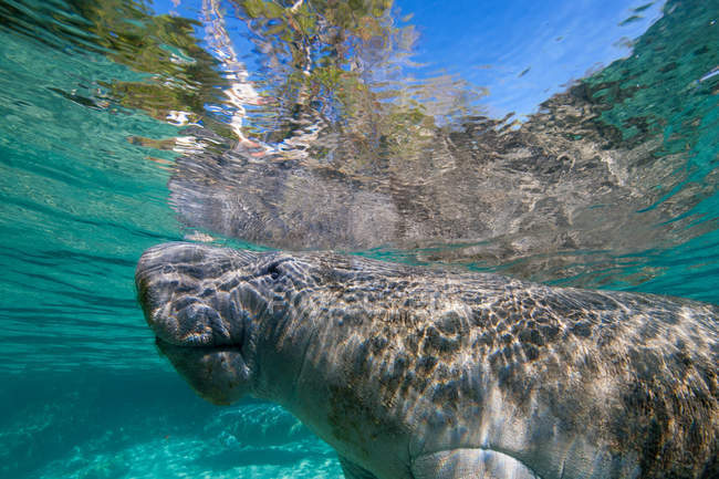 Морской ламантин, плавающий под водой — стоковое фото